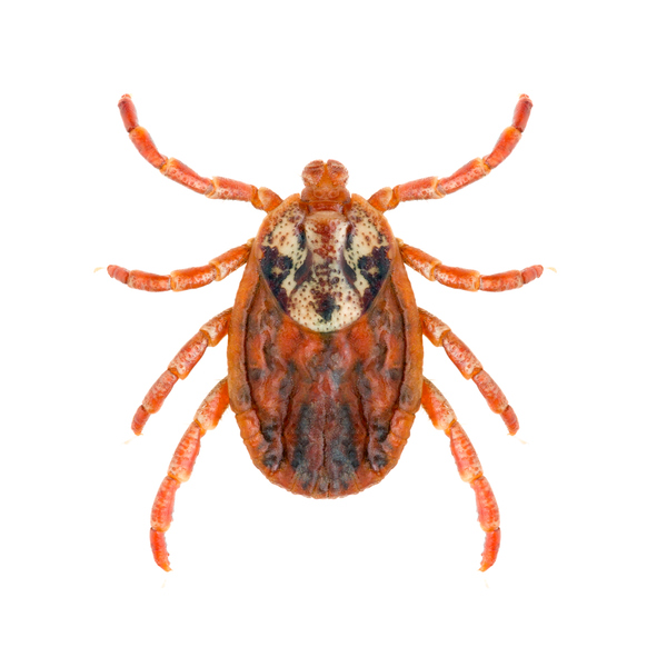 Dermacentor marginatus, o bebedor das estepes Fonte: Getty Images Dermacentor marginatus, ou seja, o bebedor das estepes, um portador de doenças infecciosas transmitidas por carraças.